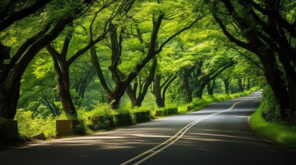 Obraz premium trees road with green