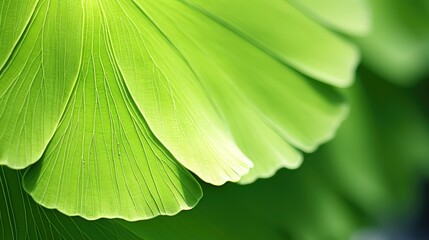 shaped ginkgo leaf
