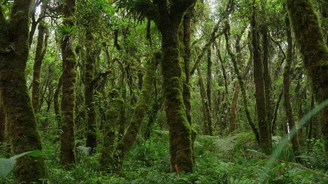 Helechos y arboles llenos de musgo y vegetaci&oacute;n en un dia nublado con lluvia en el bosque tropical nuboso en las monta&ntilde;as de Costa Rica