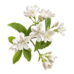 Fototapeta premium A Sprig of Jasmine Flowers on White Background