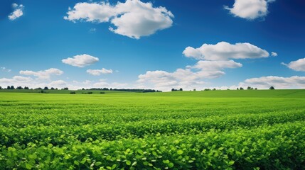 nature soya crop farm