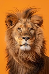 Fototapeta premium Lion with beautiful mane looking into the camera on solid orange background. African wild animal, wildlife concept