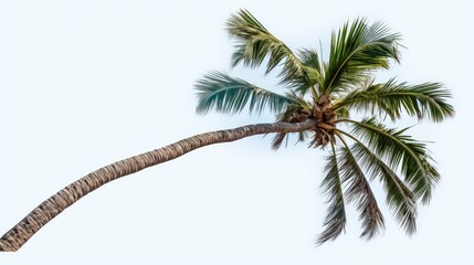 motion palm tree transparent background