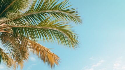 Fototapeta premium trees tropical palm leaf