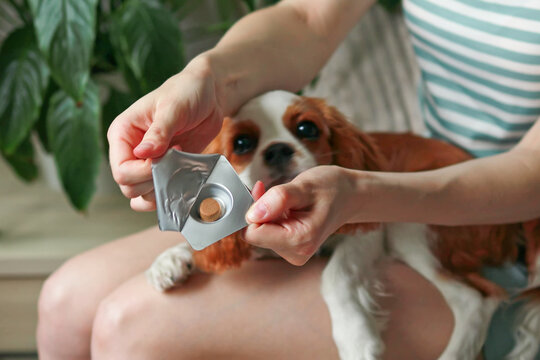 A woman opens a package of veterinary medication for dogs against parasites, ticks, and fleas. Insectoacaricidal agent. Cavalier King Charles Spaniel