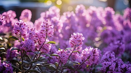 Obraz premium garden spring background purple