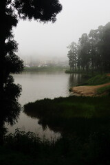 fog and mist covered dark pine forest and lake at mirik hill station in monsoon season, himalayan foothills in west bengal in india