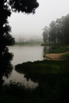 fog and mist covered dark pine forest and lake at mirik hill station in monsoon season, himalayan foothills in west bengal in india
