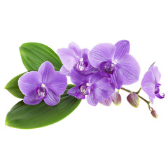 Obraz premium Purple orchid (Phalaenopsis amabilis) icon png transparent