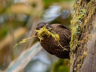 森の中で苔を剥がして巣材を集めているミソサザイ