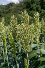 Obraz premium Sorghum bicolor. Sorghum agricultural field. The plant is also known as great millet, broomcorn, guinea corn, durra, imphee, jowar, or milo.