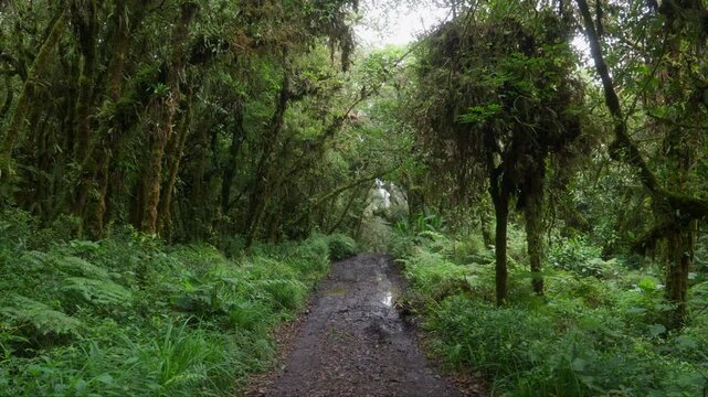 Sendero rodeado de helechos y arboles llenos de musgo y vegetaci&oacute;n en un dia nublado con lluvia en el bosque tropical nuboso en las monta&ntilde;as de Costa Rica