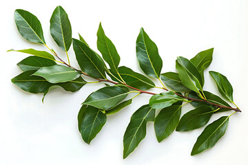 Naklejka premium Branch of laurel leaves on white background. Top view.