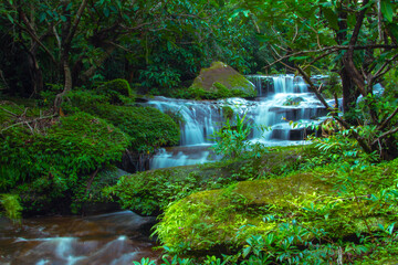 waterfall in the forest