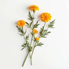 Fototapeta premium A Sprig of Marigold Flower on White Background