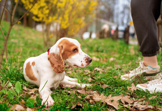 A dog of the English cocker spaniel licks at the owner's feet. The dog is 11 months old. The dog is obedient and obeys commands. Training. The photo is blurred - Powered by Adobe