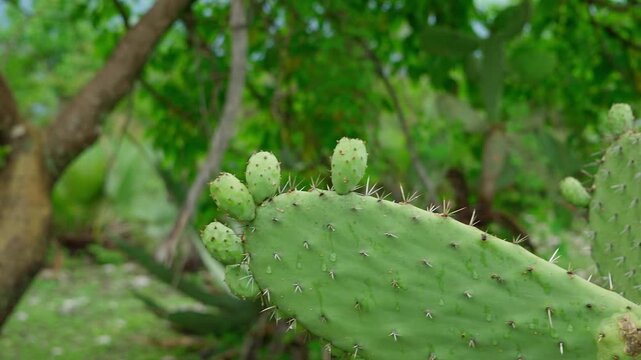 nopal a green cactus with fruits known as tunas Opuntia ficus indica