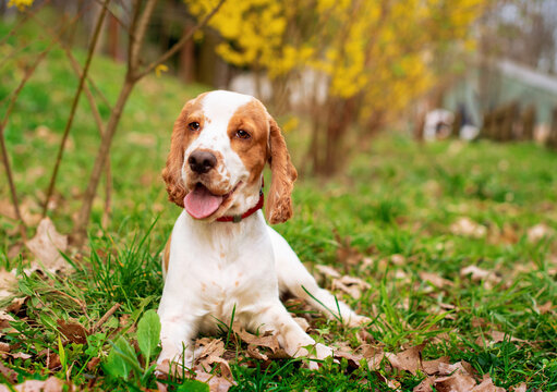  A happy English cocker spaniel dog licks the grass. The dog is 11 months old. The dog is obedient and obeys commands. Training. The photo is blurred