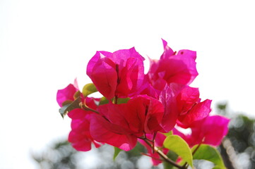 A pink-magenta coloured Bougainvillea or bunga kertas (in Indonesian). Very beautiful