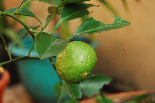 A picture of the Citrus &times; aurantiifolia or known as well the key lime or acid lime or jeruk nipis (in Indonesian) that is ready to harvest because it is ripe already