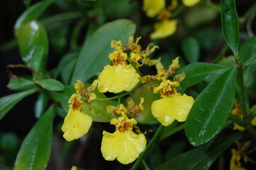 Oncidium orchids or well known Dancing-lady Orchid. It has yellow colour and just being watered in the morning. Very fresh