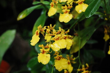 Oncidium orchids or well known Dancing-lady Orchid, with vibrant yellow colour in the garden