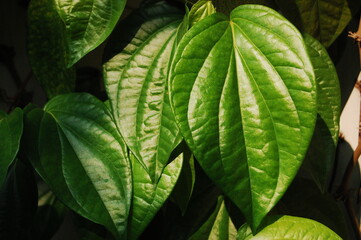 A close up picture of piper betel leaves or daun sirih (in Indonesian) in the sun. Can be used as traditional herbal medicine
