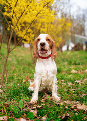 A dog of the English cocker spaniel breed is sitting in the grass. The dog is 11 months old. He barks. The dog follows commands. Training. The photo is blurred