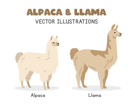 Alpaca and llama comparison vector illustrations. Fluffy alpaca vs llama cartoon clipart set in flat style. Farm animals concept