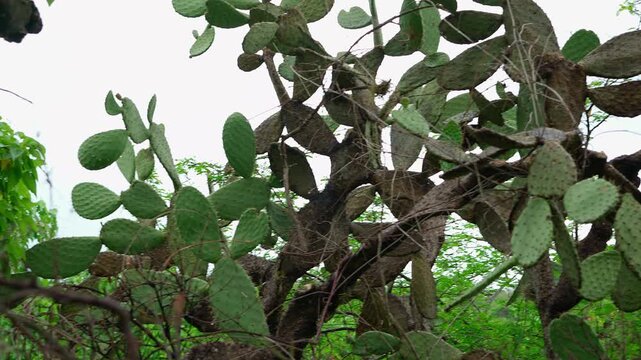 nopal cardon Bush shaped Opuntia streptacantha