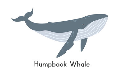 Humpback whale vector illustration, cartoon clipart, animal in flat style. Sea animals, marine mammals, ocean animals, marine life concept. Humpback whale vector design isolated on white