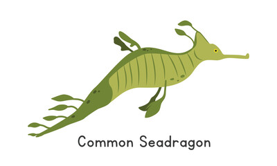 Fototapeta premium Weedy seadragon vector illustration. Common seadragon cartoon clipart, animal in flat style. Sea animals, underwater creatures, ocean animals, marine life concept. Seadragon vector design isolated