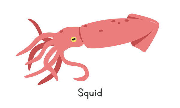 Squid vector illustration. Cute squid cartoon clipart, animal in flat style. Sea animals, underwater creatures, ocean animals, marine life concept. Squid vector design isolated on white background