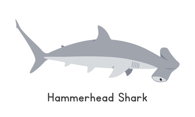 Hammerhead shark vector illustration. Hammerhead shark cartoon clipart, animal in flat style. Sea animals, underwater creatures, ocean animals, marine life concept. Hammerhead shark vector design