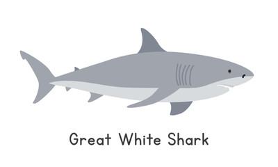 Great white shark vector illustration. Great white shark cartoon clipart, animal in flat style. Sea animals, underwater creatures, ocean animals, marine life concept. Great white shark vector