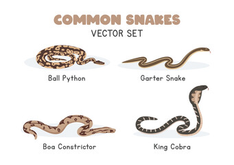 Fototapeta premium Snakes vector illustration set. Snake species cartoon clipart set in flat style. Garter snake, ball python, boa constrictor, king cobra flat vector design. Wild animals concept