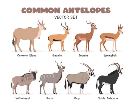 Antelopes vector illustration set. Antelope species cartoon clipart set in flat style. Common eland, gazelle, impala, springbok, wildebeest, kudu, oryx, sable antelope flat vector design