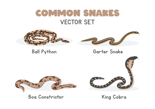 Snakes vector illustration set. Snake species cartoon clipart set in flat style. Garter snake, ball python, boa constrictor, king cobra flat vector design. Wild animals concept