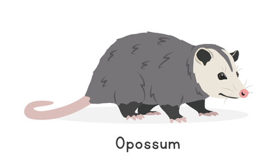 Opossum vector illustration, cartoon clipart character, animal in flat style. Wild animals, wild creatures, wildlife concept. Virginia opossum vector design isolated on white background