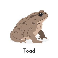 True toad vector illustration, cartoon clipart character, animal in flat style. Wild animals, wild creatures, wildlife concept. Toad with warty skin vector design isolated on white background