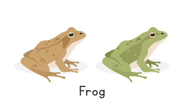 Wood frog and a green frog vector illustration, cartoon clipart character, animal in flat style. Wild animals, wild creatures, wildlife concept. Frog vector design isolated on white background
