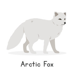 Arctic fox vector illustration, cartoon clipart character, animal in flat style. Wild animals, wild creatures, wildlife concept. White fox, polar fox, snow fox vector design isolated on white