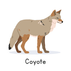 Coyote vector illustration, cartoon clipart character, animal in flat style. Wild animals, wild creatures, wildlife concept. Prairie wolf vector design isolated on white background