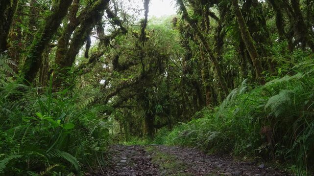 Sendero rodeado de helechos y arboles llenos de musgo y vegetaci&oacute;n en un dia nublado con lluvia en el bosque tropical nuboso en las monta&ntilde;as de Costa Rica