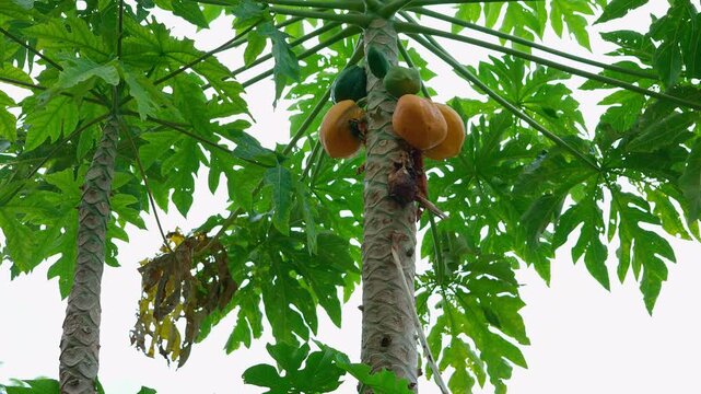 Papaya tree with bunch of ripe fruits carica papaya