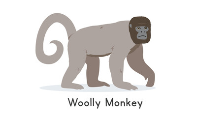 Obraz premium Common woolly monkey vector illustration, cartoon clipart character, animal in flat style. Wild animals, wild creatures, wildlife concept. Woolly monkey vector design isolated on white background