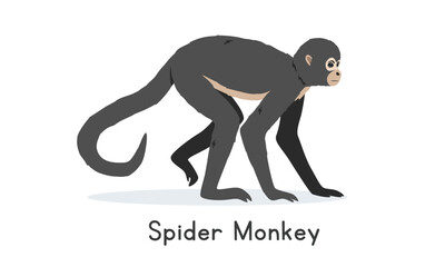 Spider monkey vector illustration, cartoon clipart character, animal in flat style. Wild animals, wild creatures, wildlife concept. Spider monkey vector design isolated on white background