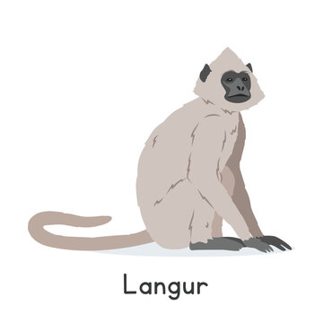 Gray langur vector illustration, cartoon clipart character, animal in flat style. Wild animals, wild creatures, wildlife concept. Sacred langur vector design isolated on white background