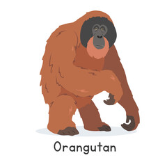 Orangutan vector illustration, cartoon clipart character, animal in flat style. Wild animals, wild creatures, wildlife concept. Orange orangutan vector design isolated on white background © Vinh