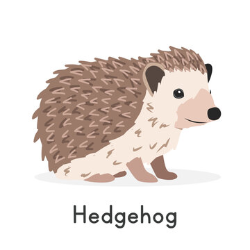 Hedgehog vector illustration, cartoon clipart character, animal in flat style. Wild animals, wild creatures, wildlife concept. Cute hedgehog vector design isolated on white background